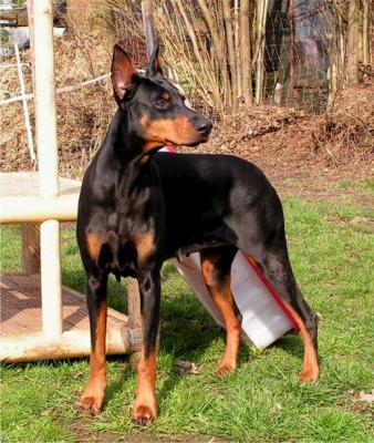 Paya v.d. Kollau | Black Doberman Pinscher