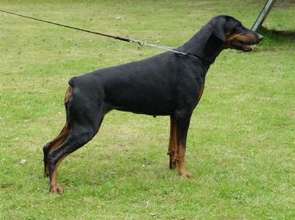 Kitty v. Krähenbusch | Black Doberman Pinscher