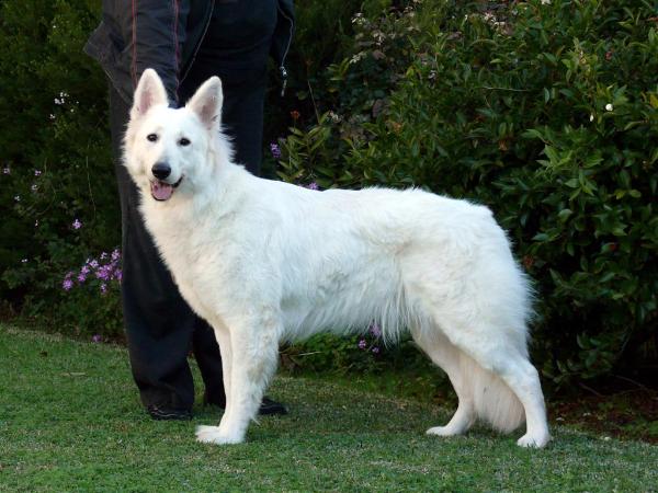 Rosehill Kiss of Fire | White Swiss Shepherd Dog 