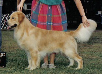 Goldwind All the Right Moves | Golden Retriever 