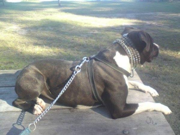 alsoloyal black mumba | American Staffordshire Terrier 