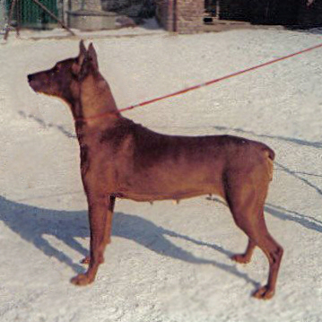 BETY Koralie | German Pinscher 