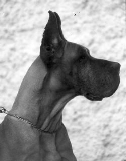 Athene des Petites Vernieres | Great Dane 