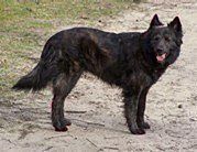 Lotje Snuis van het Eigen Land | Dutch Shepherd 