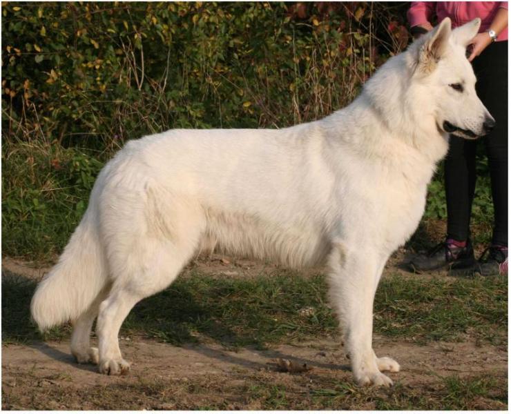 One Million of Kiss from P'tits Loups d'Amour | White Swiss Shepherd Dog 