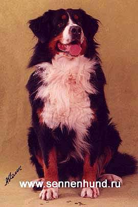 Andy V. Worblental | Bernese Mountain Dog 