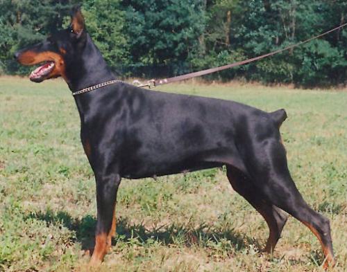 Anja v. Teutonia | Black Doberman Pinscher