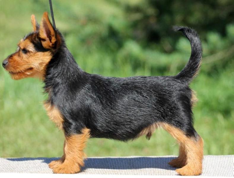 Rocky Balboa iz Zvezdnogo Grafstva | Australian Terrier 
