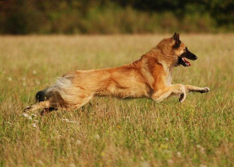 HANA ROSE | Belgian Tervuren 