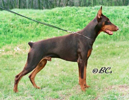 Sarkanyvari Corrado Tomi | Brown Doberman Pinscher