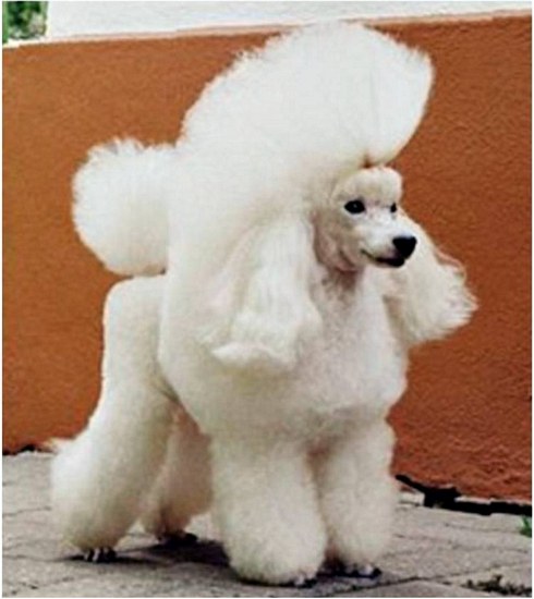 Fortfenton Finisterre | Poodle 