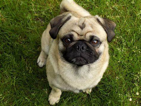 Pug