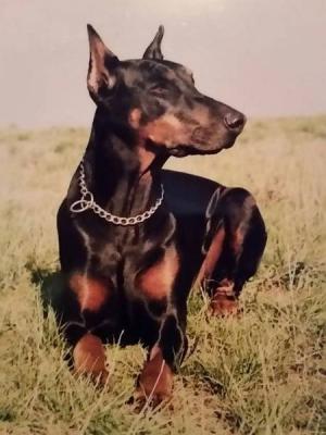 Lobo v. Märchengarten | Black Doberman Pinscher