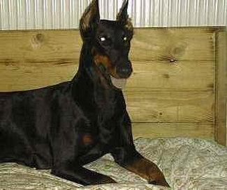 Uschi v.d. Burg Litermont | Black Doberman Pinscher