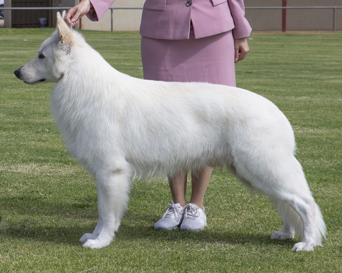 Soverenpark Bring It On | White Swiss Shepherd Dog 