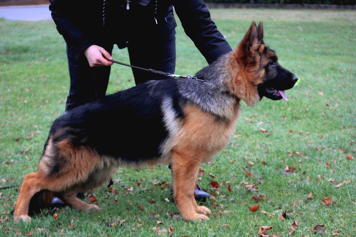 RAJIT PRIMO MIO GRANDE | German Shepherd Dog 