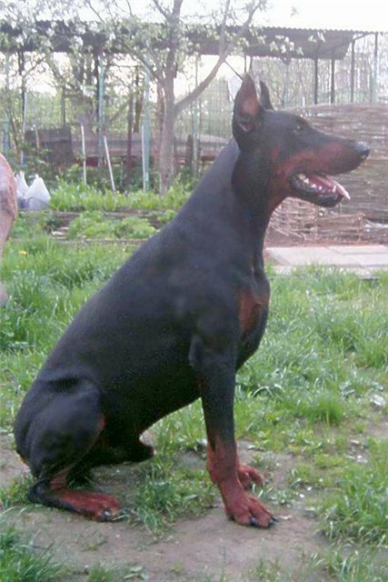 Baltazar de Bella y Feliz Estrella | Black Doberman Pinscher