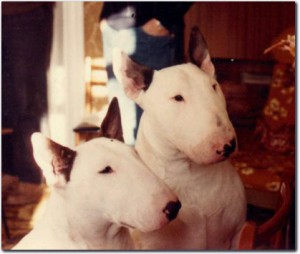 Ghabar Dee Jay | Bull Terrier 