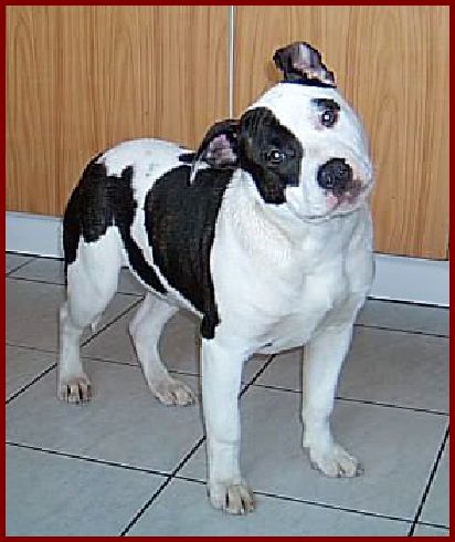 CYRO Szalai´s | American Staffordshire Terrier 