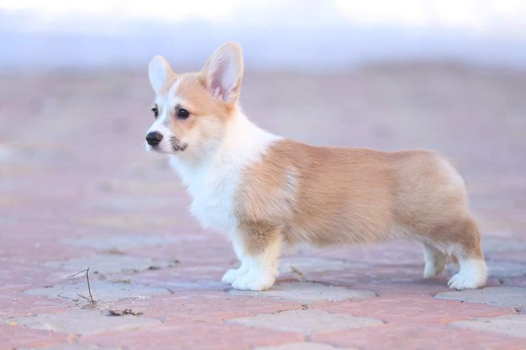 Akswell Ya Euphoria | Pembroke Welsh Corgi 