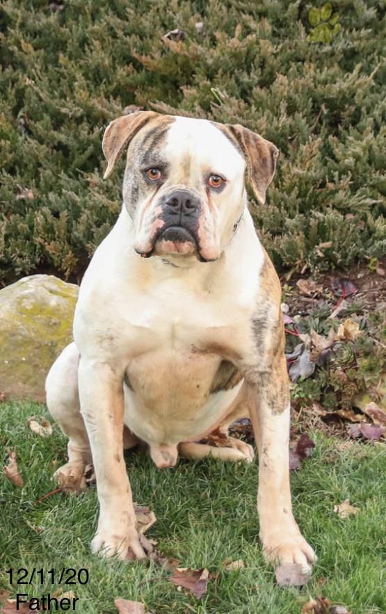 Hill Top Johnson’s Rouiser | American Bulldog 