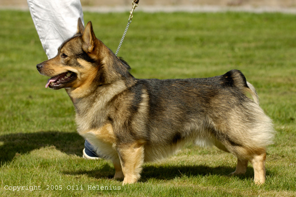 KÄRRADALENS HASSE HUSBOCK | Swedish Vallhund 