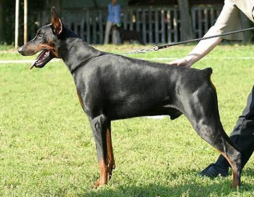 Beltran de Bella y Feliz Estrella | Black Doberman Pinscher