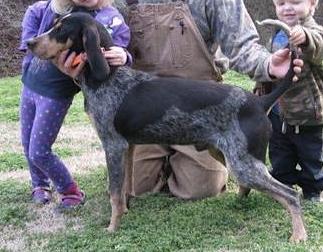 Watson's Smokey Mtn Blue Country Boy | Bluetick Coonhound 