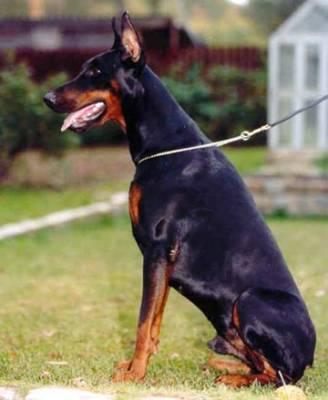 Blair de Bella y Feliz Estrella | Black Doberman Pinscher