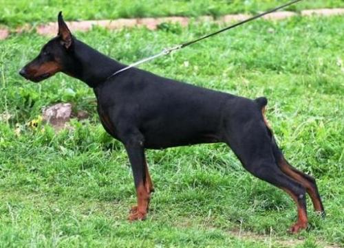 Valencia Valli de Bella y Feliz Estrella | Black Doberman Pinscher