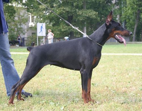 Grandiosa de Bella y Feliz Estrella | Black Doberman Pinscher