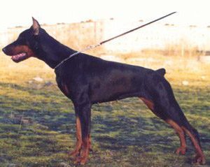 Rus Alemar Amazonka | Black Doberman Pinscher