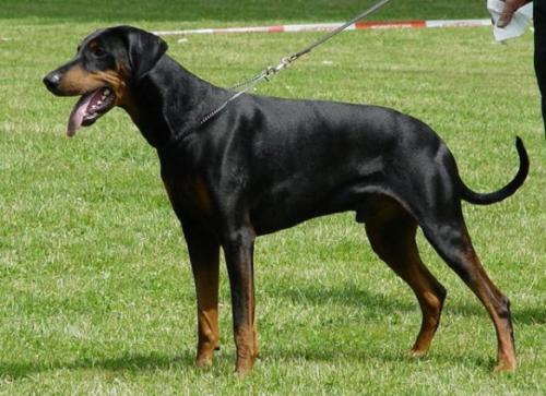 Titan v. Krähenbusch | Black Doberman Pinscher