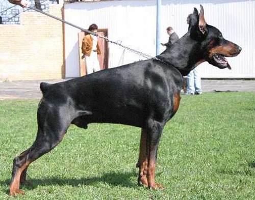 Emperador de Bella y Feliz Estrella | Black Doberman Pinscher