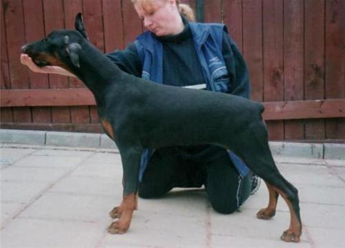 Enigma de Bella y Feliz Estrella | Black Doberman Pinscher