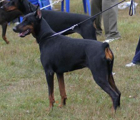 Estrellita de Bella y Feliz Estrella | Black Doberman Pinscher