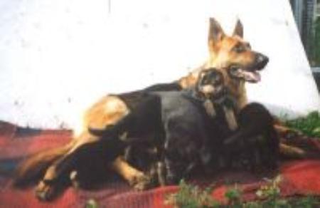 Fearless Heart Chipsy | German Shepherd Dog 