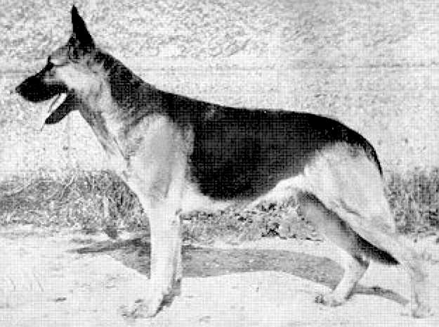 Mori vom Gieser Wäldchen | German Shepherd Dog 