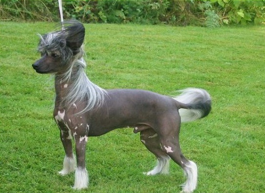 Hibacka's Gandalf The Wizard | Chinese Crested 