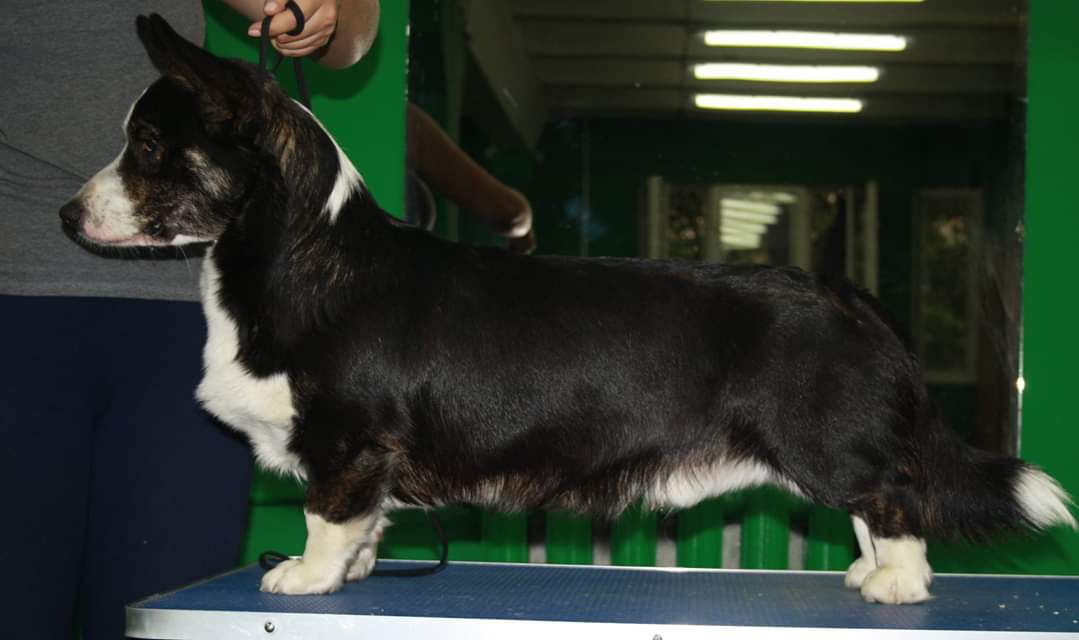 KHERDERS MADRAI EJI | Cardigan Welsh Corgi 