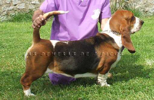 BIJOUX DU HARAS DE LA VERGNE | Basset Hound 