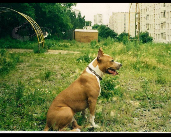 Lapushka Vasilina | American Staffordshire Terrier 