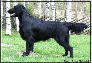 Inkwells Final Guess | Flat-Coated Retriever 