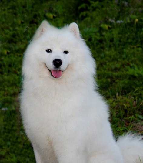 Gina Belle | Samoyed 