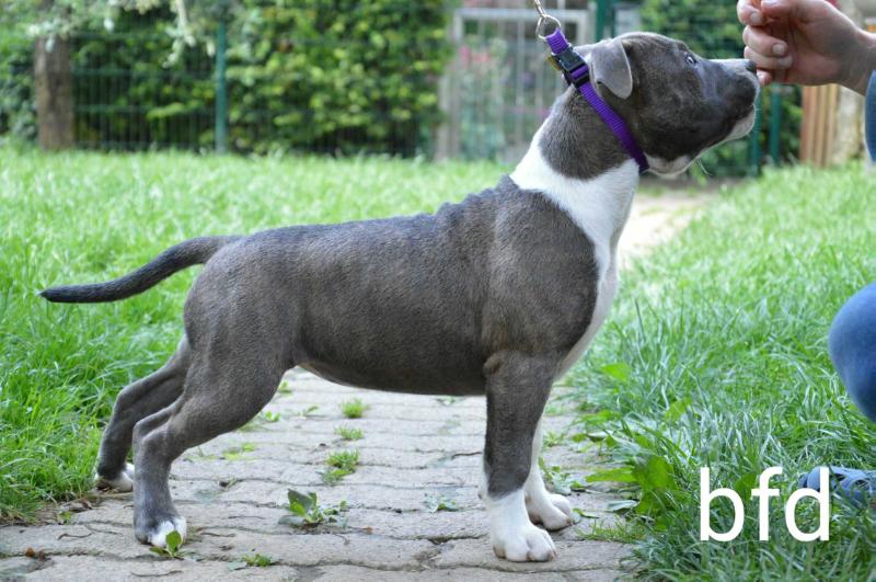 Didi Blue Fire Diamond | American Staffordshire Terrier 