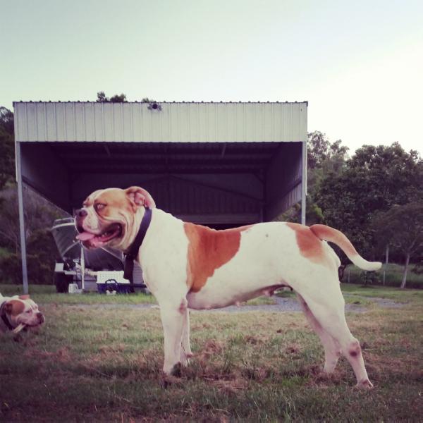 SBK'S Haseen Heena | American Bulldog 