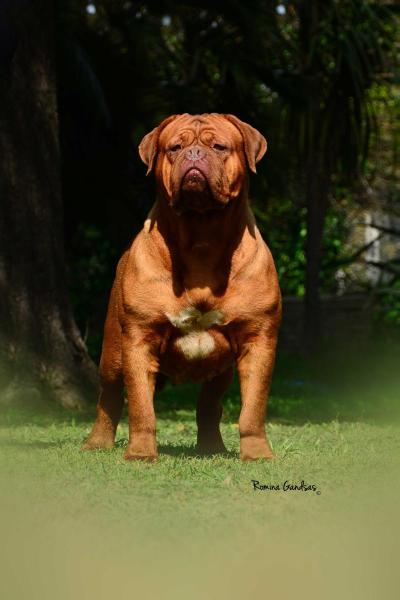 milonga los picasos | Dogue de Bordeaux 