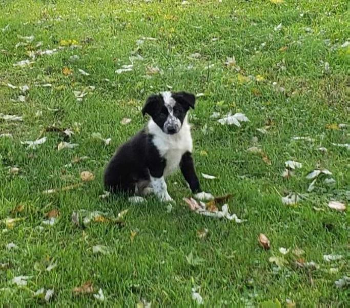 Puzzle Peace | Border Collie 