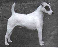 Mosvalley Desert Orchid of Roxway | Smooth Fox Terrier 