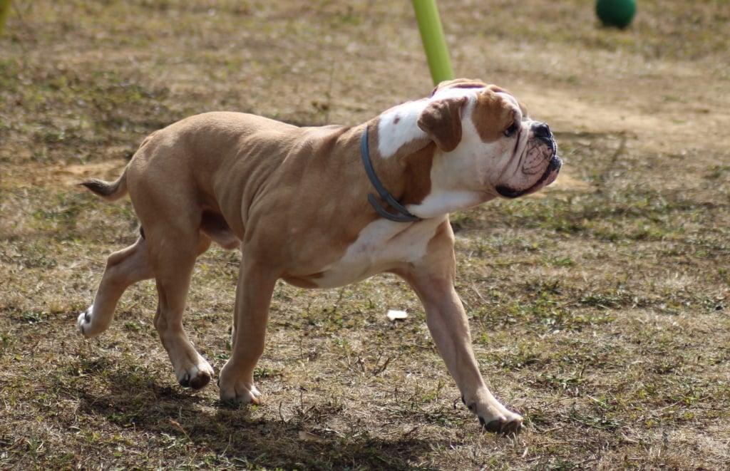 L'Imperatore Odysseus | Olde English Bulldogge 